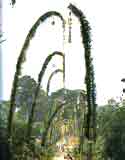 Penjor